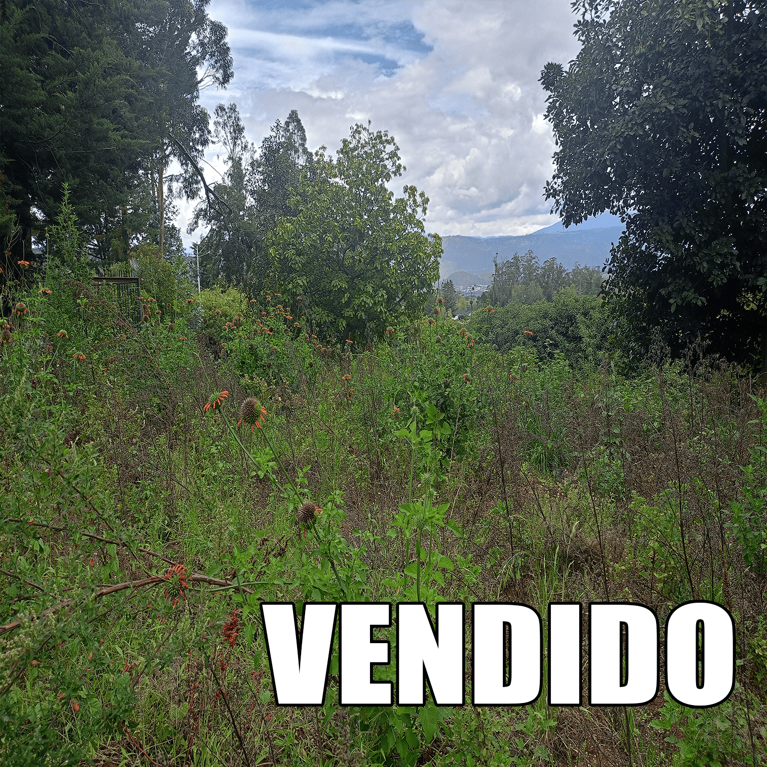 IMG20250309111226123